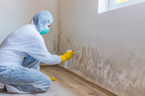 Licensed Mold Remediation service in Rising Sun, MD - WQB Mold Removal
